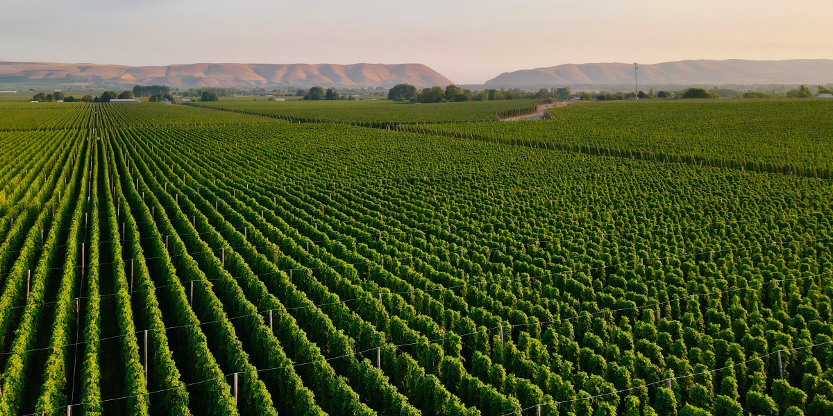 Pacific Northwest hop grower case study